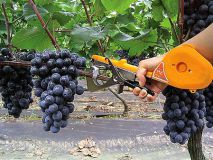 Подвязчик винограда, вьющихся растений и цветов тапенер Tapetool BZ-II